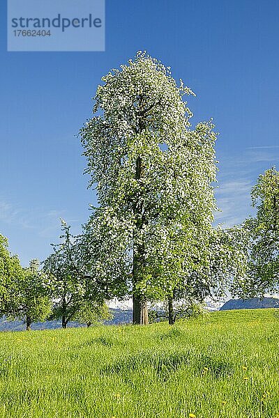 Blühende Birnbäume im Frühling in blühender Blumenwiese  Oetwil am See im Zürcher Oberland  Kanton Zürich  Schweiz  Europa