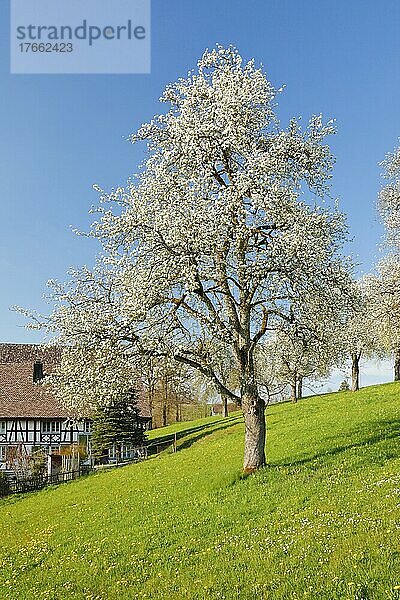 Blühende Birnbäume neben einem Bauernhaus im Frühling in blühender Wiese auf dem Hirzel im Kanton Zürich  Schweiz  Europa