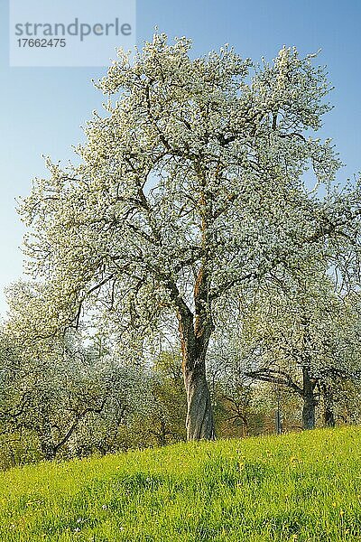 Blühende Birnbäume im Frühling in blühender Wiese auf dem Hirzel im Kanton Zürich  Schweiz  Europa