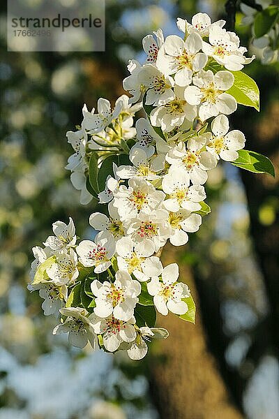 Nahaufnahme von Birnbaum Blüten im Frühling  Schweiz  Europa