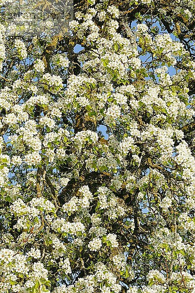 Abstrakter Aussschnitt von blühendem Birnbaum im Frühling  Schweiz  Europa