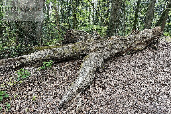 Umgestürzter Baumstamm  Totholz im Wald  Bischofszell  Thurgau  Schweiz  Europa