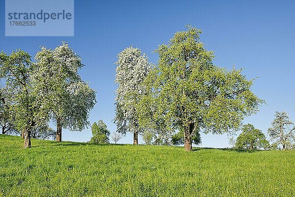 Blühende Birnbäume im Frühling auf grüner Wiese  Oetwil am See im Zürcher Oberland  Kanton Zürich  Schweiz  Europa