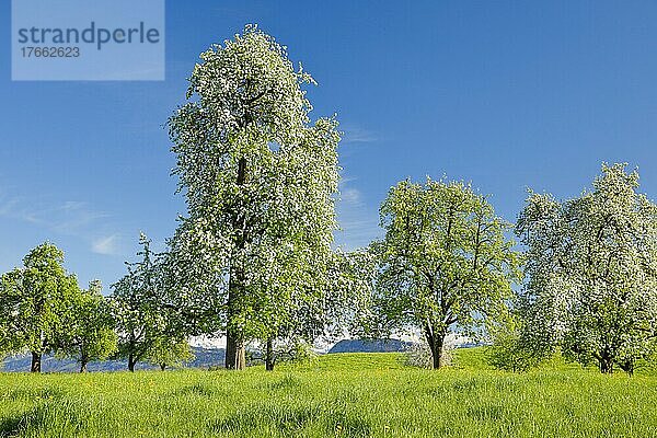 Blühende Birnbäume im Frühling in blühender Blumenwiese  Oetwil am See im Zürcher Oberland  Kanton Zürich  Schweiz  Europa