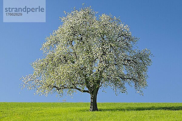 Alleinstehender  blühender Birnbaum auf grüner Wiese  bei Hombrechtikon im Zürcher Oberland  Schweiz  Europa