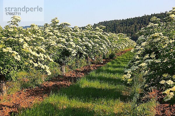 Blühender Schwarzer Holunder (Sambucus) nigra  Holder  Holler  Schwarzer Flieder  Holunderstrauch  Blüten und Früchte finden vielfach Verwendung als Heilmittel  Lebensmittel und Farbstoff  hier eine Plantage mit blühenden Büschen in Hessen  Deutschland  Europa