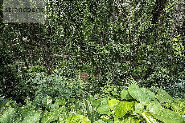 Dichter Regenwald im Honolua Park  Kapalau  Maui  Hawaii  USA  Nordamerika