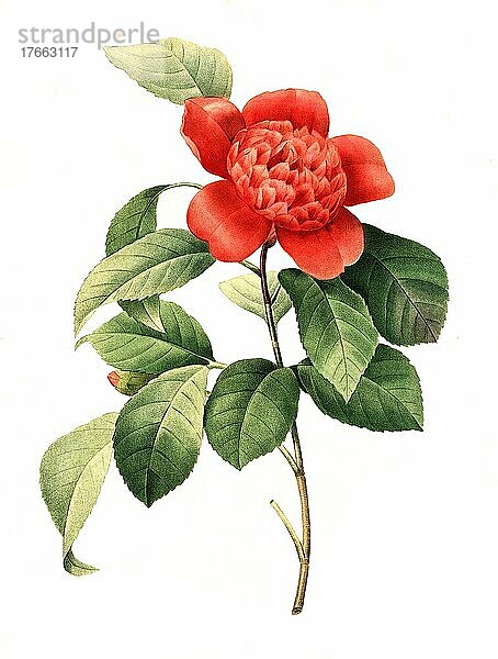 Kamelie (Camellia japonica)  digitale Reproduktion einer Originalvorlage aus dem 18. Jahrhundert  Originaldatum nicht bekannt