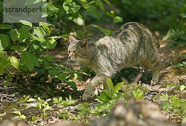Wildkatze (Felis silvestris) läuft im Unterholz  captive