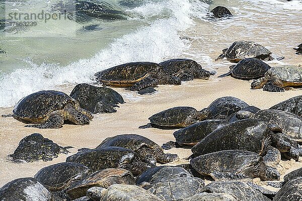 Grüne Meeresschildkröten (Chelonia mydas)  am Strand  Hookipa Beach Park  Maui  Hawaii  USA  Nordamerika