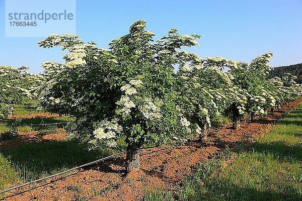 Blühender Schwarzer Holunder (Sambucus) nigra  Holder  Holler  Schwarzer Flieder  Holunderstrauch  Blüten und Früchte finden vielfach Verwendung als Heilmittel  Lebensmittel und Farbstoff  hier eine Plantage mit blühenden Büschen in Hessen  Deutschland  Europa