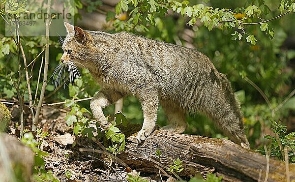 Wildkatze (Felis silvestris) läuft im Unterholz  captive