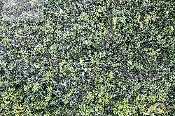 Luftaufnahme  umgefallene Baumstämme in einem Wald  Bayern  Deutschland  Europa