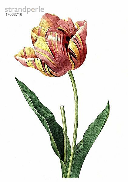 Tulpe (Tulipa)  Zuchtform  Tulip culta  digitale Reproduktion einer Originalvorlage aus dem 18. Jahrhundert  Originaldatum nicht bekannt