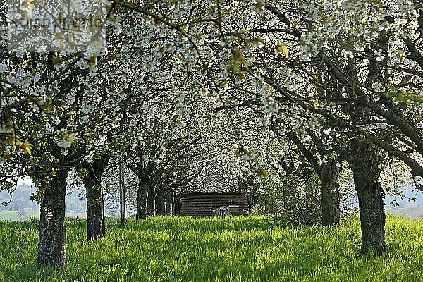 Blühende Kirschbäume  Sinsheim  Baden-Württemberg  Deutschland  Europa