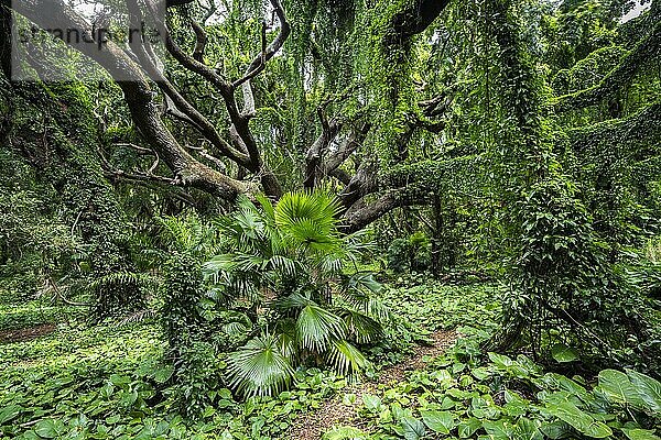 Dichter Regenwald im Honolua Park  Kapalau  Maui  Hawaii  USA  Nordamerika