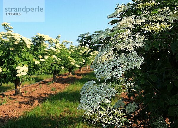 Blühender Schwarzer Holunder (Sambucus) nigra  Holder  Holler  Schwarzer Flieder  Holunderstrauch  Blüten und Früchte finden vielfach Verwendung als Heilmittel  Lebensmittel und Farbstoff  hier eine Plantage mit blühenden Büschen in Hessen  Deutschland  Europa