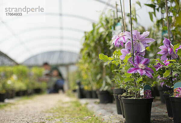 Violette Clematisblüten im Gewächshaus