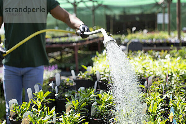 Besitzer einer Gärtnerei bewässert Pflanzen mit einem Schlauch