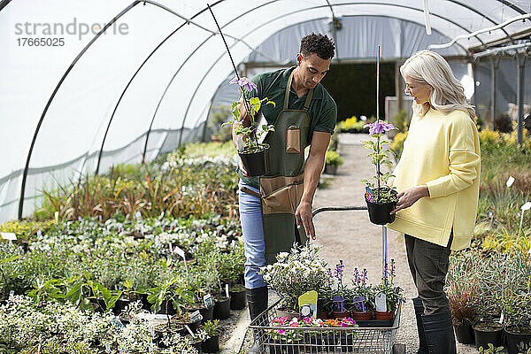 Angestellter einer Gärtnerei hilft einem Kunden mit Topfblumen im Gewächshaus