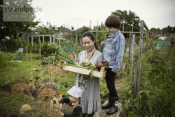 Mutter und Söhne ernten Gemüse im Garten