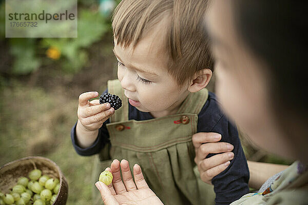 Nahaufnahme eines kleinen Jungen  der frische Brombeeren isst