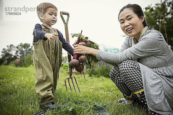 Porträt einer glücklichen Mutter und ihres Sohnes  die im Garten Rüben ernten
