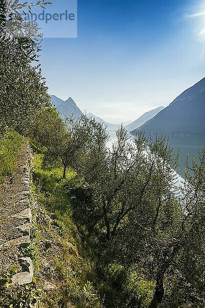 Olivenbäume am See  Sentiero dellolivo  Gandria  Lugano  Luganer See  Lago di Lugano  Tessin  Schweiz  Europa