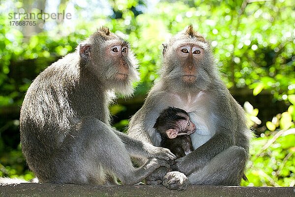 Monkey family  long tailed macaques  father  mother and child
