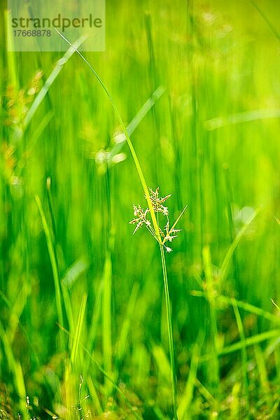 Green graß  very shallow depth of field