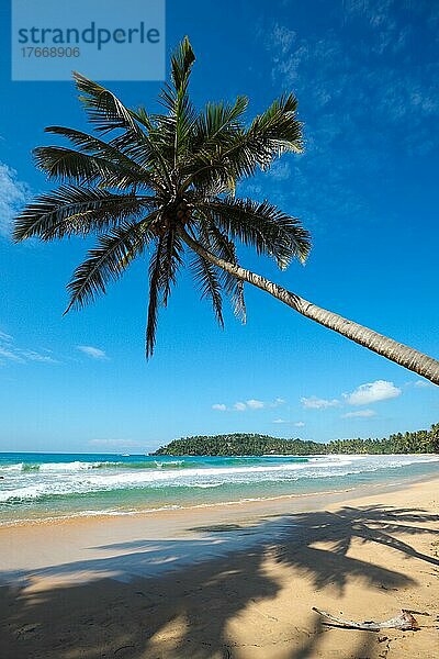 Tropical paradise idyllic beach with palm Sri Lanka