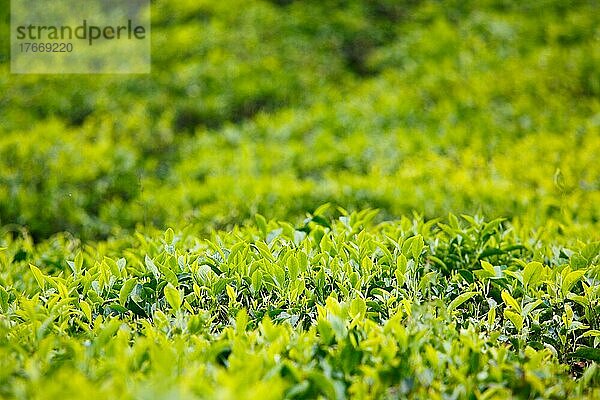 Tea bud and leaves Selective focus Tea plantations  Kerala  India