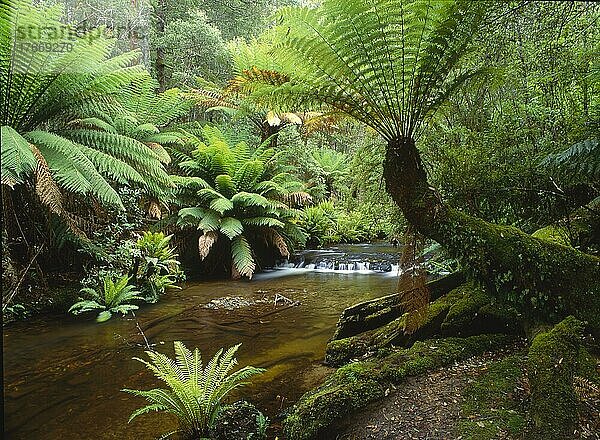 Regenwald  Bachlauf Tasmania  Australien  Ozeanien