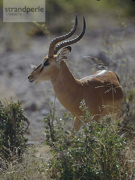 Schwarznasen-Impala (Aepyceros melampus petersi)