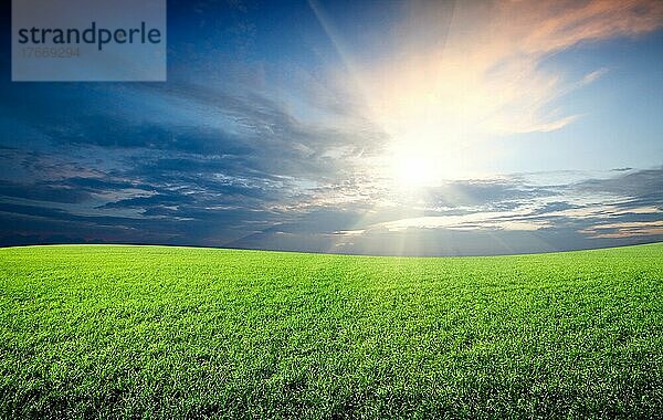 Sunset sun and field of green fresh graß under blue sky