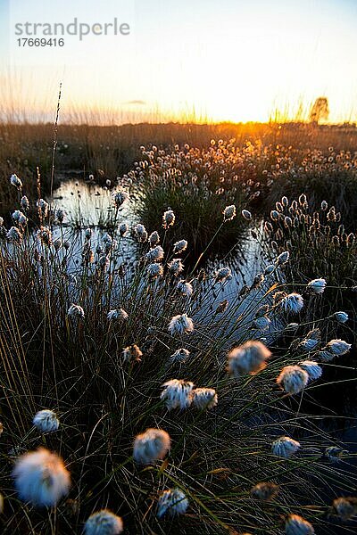 Scheiden-Wollgras (Eriophorum vaginatum)  im Licht eines romantischen Sonnenuntergangs  Hahnenmoor  Niedersachsen  Deutschland  Europa