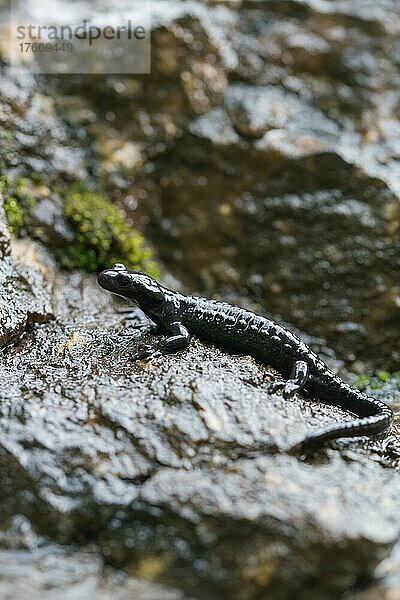Alpensalamander (Salamandra atra)  auf feuchtem Stein  Hohenschwangau  Allgäu  Bayern