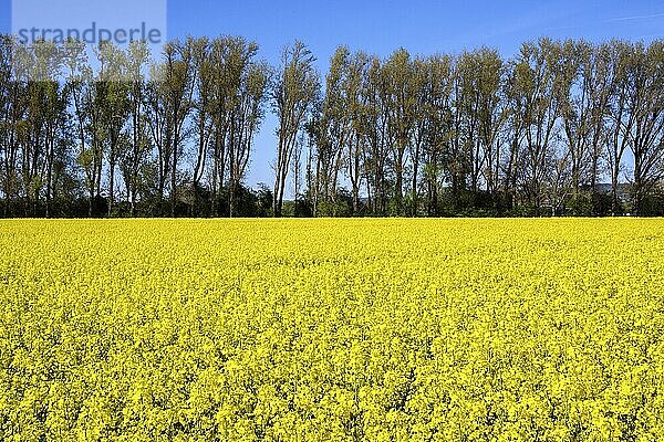 Raps (Brassica napus)  blühendes Rapsfeld  Baden-Württemberg  Deutschland  Europa