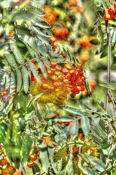 Blumen kreativ  künstlerische Aufnahme  Vogelbeeren  Früchte der Eberesche  rote Beeren  Blüten (Helianthus annuus) verfremdet  Blütenmix  Pflanzen  duftig  Deutschland  Europa