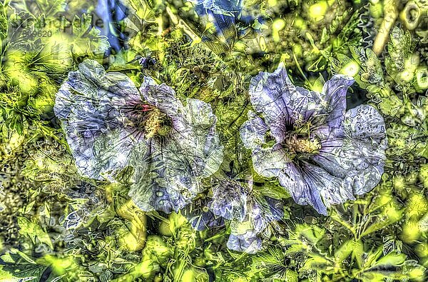 Blumen kreativ  künstlerische Aufnahme  Hibiskus (Hibiscus)  lila Blüten verfremdet  Blütenmix  Pflanzen  duftig  Deutschland  Europa