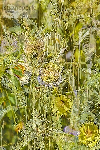 Blumen kreativ  künstlerische Aufnahme  Kratzdistel (Cirsium sp.)  verschiedene Blüten verfremdet  Blütenmix  Gräser  Pflanzen  duftig  Deutschland  Europa