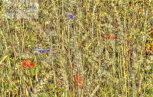 Blumen kreativ  künstlerische Aufnahme  Kornfeld verfremdet  Blütenmix  einzelne Blüten  Mohn (Papaver)  Pflanzen  Deutschland  Europa