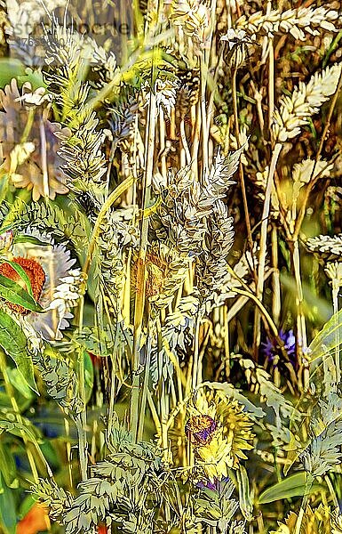 Blumen kreativ  künstlerische Aufnahme  Gänseblümchen (Bellis perennis)  Getreide  Blüten verfremdet  Blütenmix  Pflanzen  duftig  Deutschland  Europa