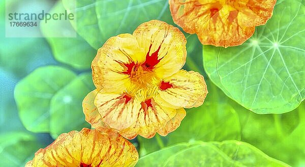 Blumen kreativ  künstlerische Aufnahme  Kapuzinerkressen (Tropaeolum)  gelbe Blüten verfremdet  Blätter  Pflanzen  duftig  Deutschland  Europa