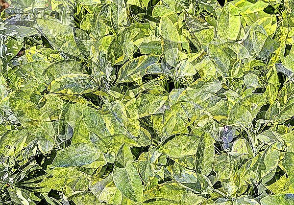 Kräuter kreativ  künstlerische Aufnahme  Salbei (Salvia) verfremdet  grüne Blätter  Pflanzen  duftig  Deutschland  Europa