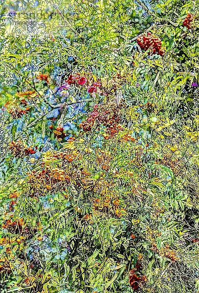 Blumen kreativ  künstlerische Aufnahme  Vogelbeeren  Früchte der Eberesche  rote Beeren  Blüten (Helianthus annuus) verfremdet  Blütenmix  Pflanzen  duftig  Deutschland  Europa