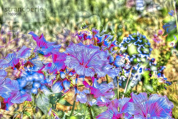 Blumen kreativ  künstlerische Aufnahme  Hibiskus (Hibiscus)  rosa  blaue Blüten verfremdet  Blütenmix  Pflanzen  duftig  Deutschland  Europa