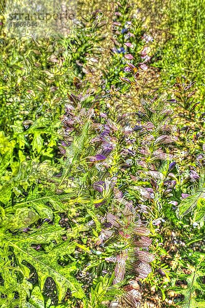 Blumen kreativ  künstlerische Aufnahme  Balkan-Bärenklau  Balkan-Bärentatze (Acanthus hungaricus)  Blüten verfremdet  Blütenmix  Pflanzen  duftig  grün  Deutschland  Europa