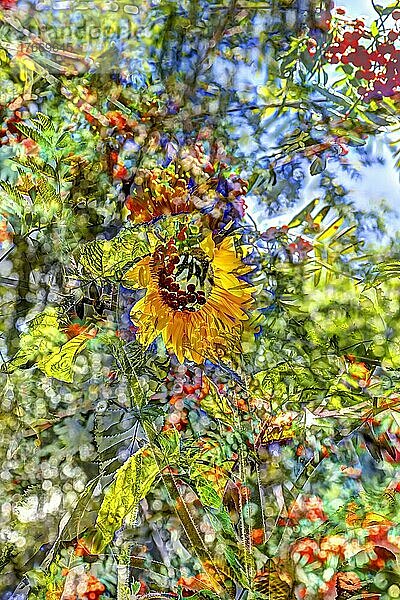 Blumen kreativ  künstlerische Aufnahme  Sonnenblume (Helianthus annuus)  Blüte verfremdet  Blütenmix  Pflanzen  Blätter  duftig  Deutschland  Europa