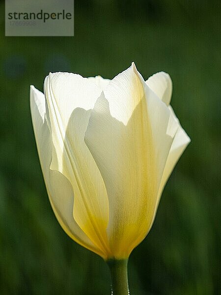 Tulpe (Tulipa)  gelbe Blüten im Gegenlicht  Leoben  Steiermark  Österreich  Europa
